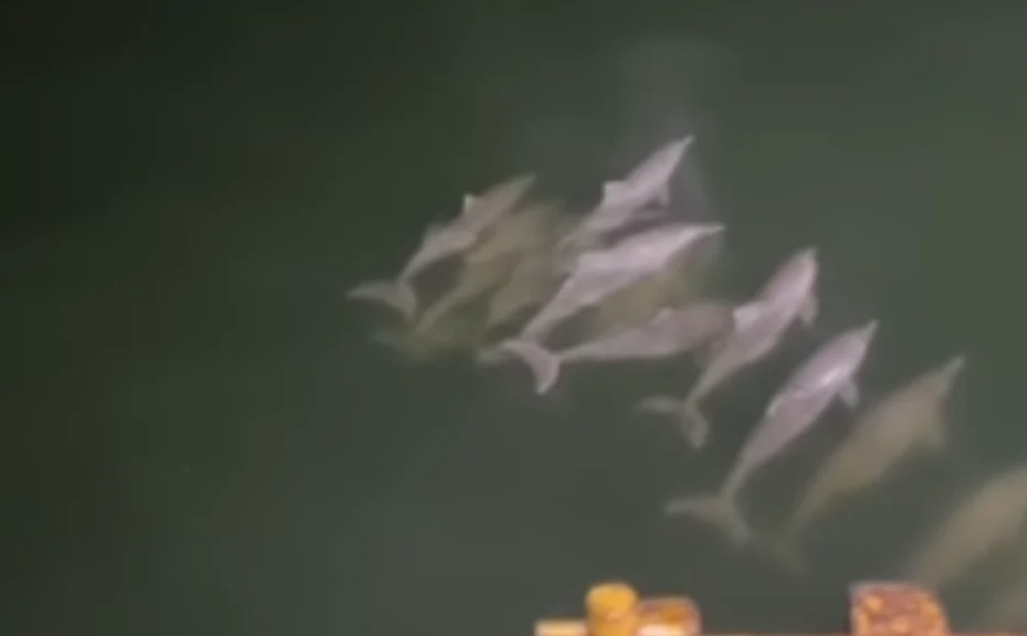 VIRAL: grupo de toninas desplegó toda su magia en el Lago de Maracaibo