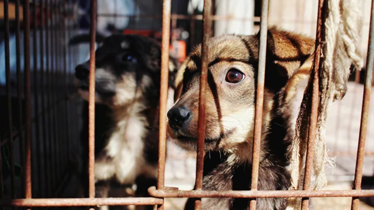Revisión urgente de las leyes contra el maltrato animal se ordenó en el estado Lara
