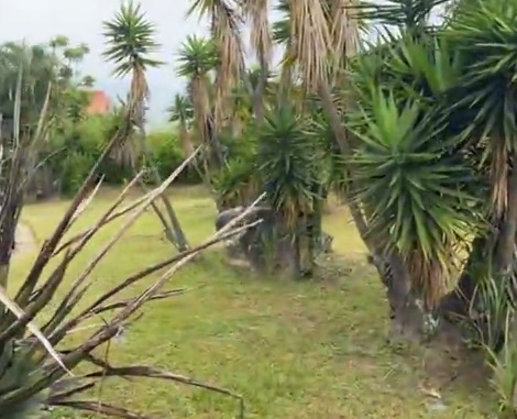Baruta avanza en su plan de reforestación en La Tahona