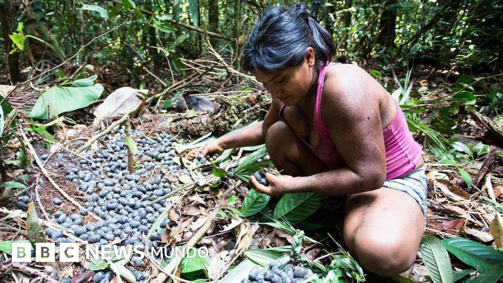 Qué son las chagras, las “granjas” en la selva tropical que desafían la agricultura moderna en Colombia y Ecuador – BBC News Mundo