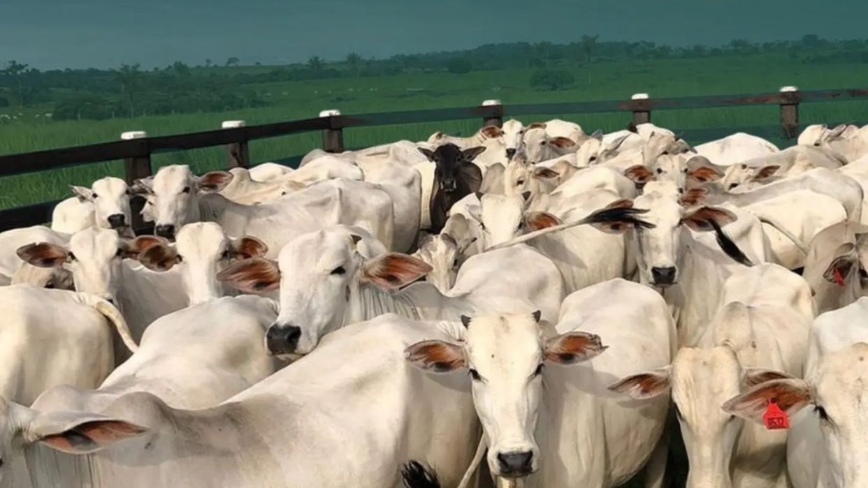Plan Nacional de Caracterización del Rebaño Bovino estará desplegado durante 120 días