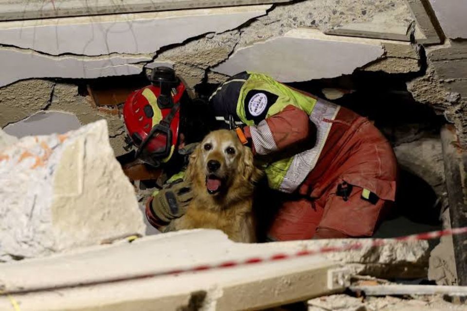 Más de 700 mascotas víctimas de los sismos esperan en La Guaira por una adopción | TalCual