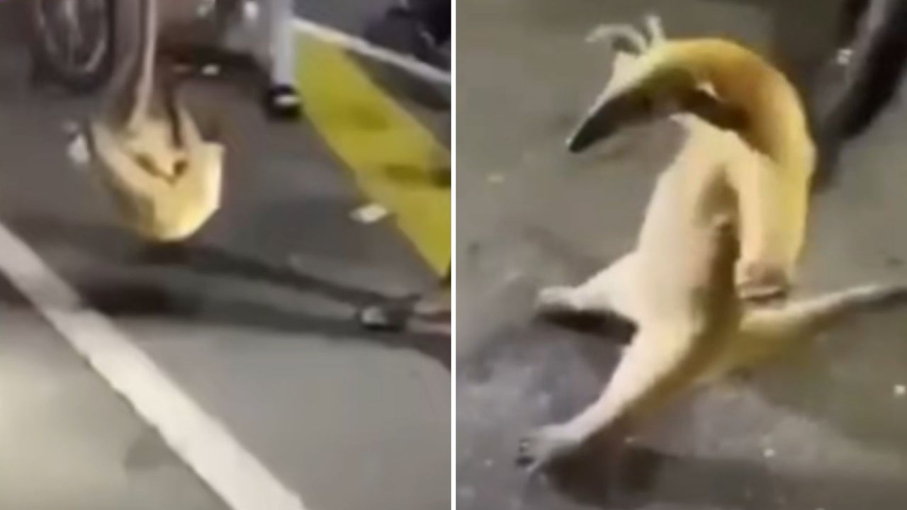 Autoridades investigan caso de maltrato a oso melero en Anzoátegui, Venezuela | NTN24.COM
