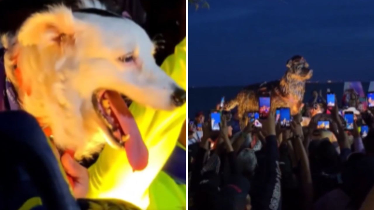 Develan estatua en honor a ‘Tsunami’, perro rescatista que ayudó a localizar a decenas de personas bajo los escombros tras el doblete sísmico en Venezuela | NTN24.COM