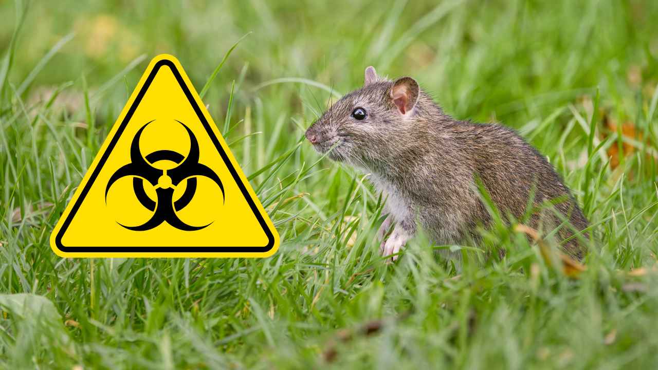 ¿Podría haber una nueva pandemia? Alerta latente por peste neumónica en Rusia: así son los síntomas y esto dicen los expertos | NTN24.COM