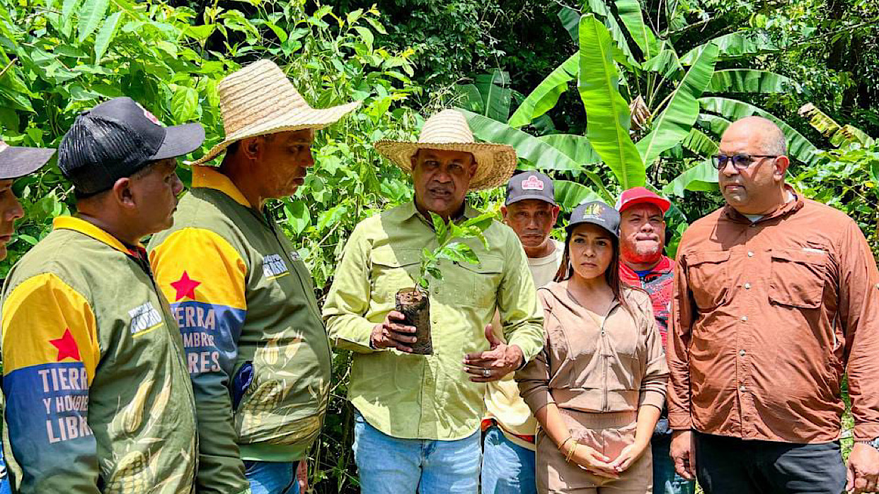 Con 279 mil plantas de café se expande la producción en zona rural de Puerto La Cruz