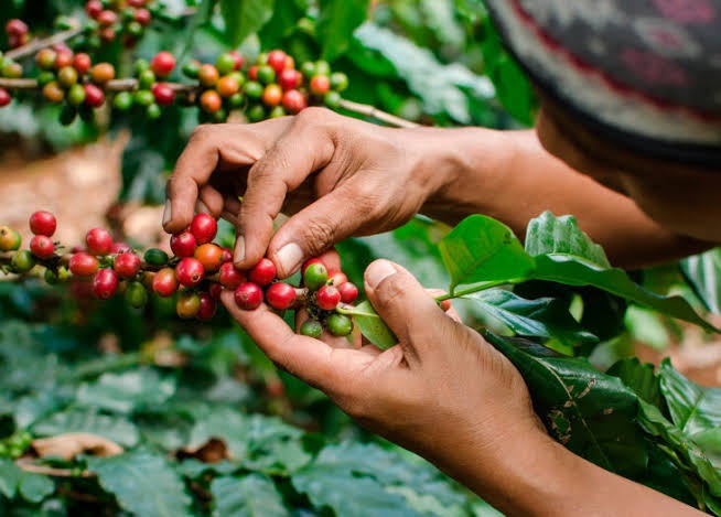 Impulso agrícola y formalización potencian la economía