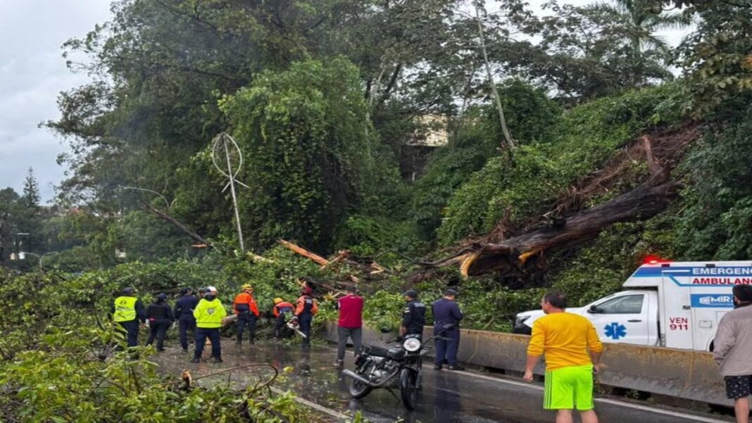 Paso restringido en el kilómetro 24 de la Panamericana sentido Los Teques por caída de un árbol