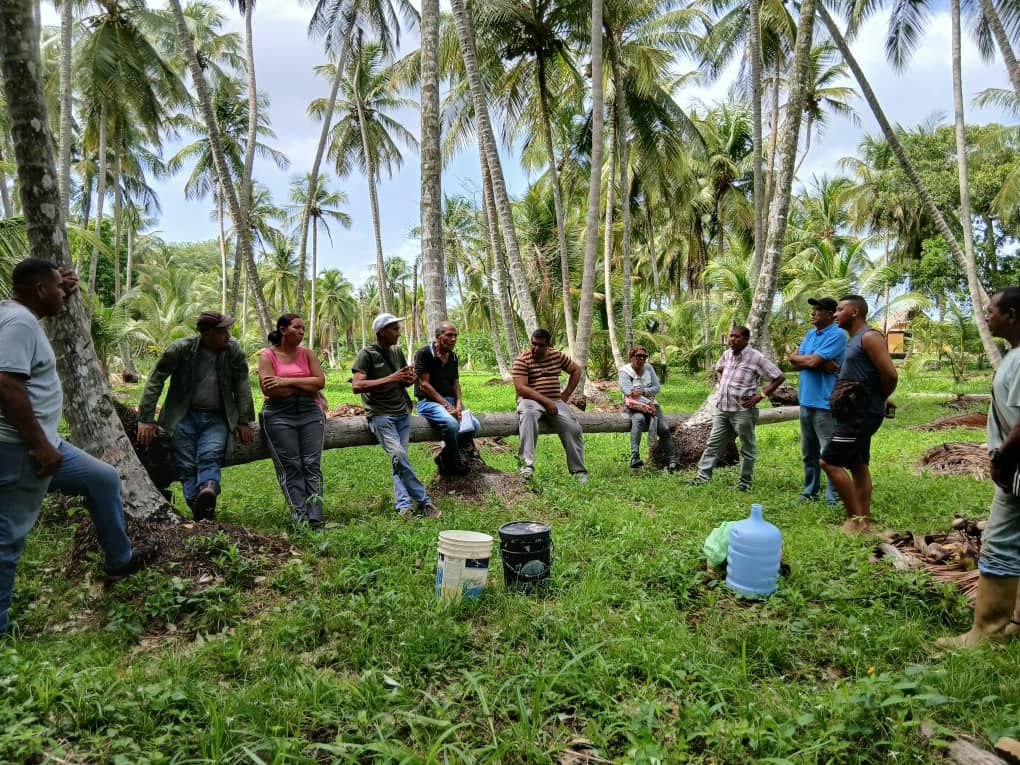 Restricciones en Colombia asfixian producción de coco en Venezuela